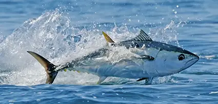 meilleure periode pour la peche thon rouge bayonne anglet biarritz saint jean de luz pays basque 64 et capbreton landes 40
