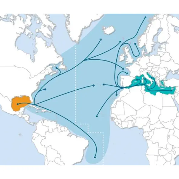 cartes migratoires du thon rouge en atlantique